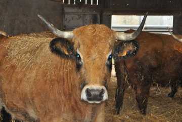 Vache - Boucherie Halal Les Prairies - Valliquerville - Yvetot - Rouen - Le Havre