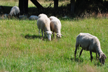 Elevage de moutons - Boucherie Halal Les Prairies - Valliquerville - Yvetot - Rouen - Le Havre